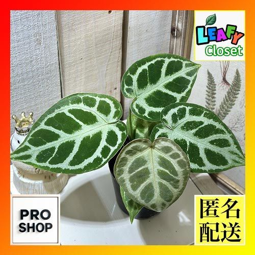 観葉植物 アンスリウム ドラヤキ×マグニフィカム 3号スリット鉢(現品