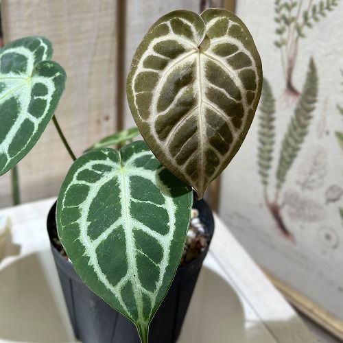 観葉植物 アンスリウム ドラヤキ×レッドクリスタリナム 3.5号スリット