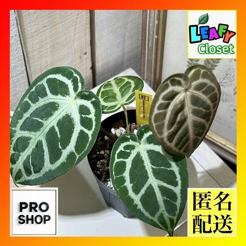 観葉植物 アンスリウム ドラヤキ×レッドクリスタリナム 3.5号スリット