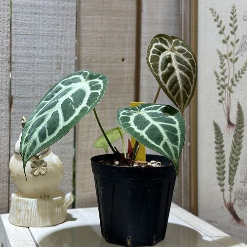 観葉植物 アンスリウム ドラヤキ×レッドクリスタリナム 3.5号スリット