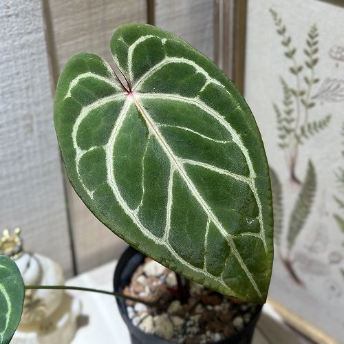 観葉植物 アンスリウム レッドクリスタリナム インドネシア 4号黒スリット鉢 現品 インテリアグリーン 室内園芸 おしゃれ かわいい 506733