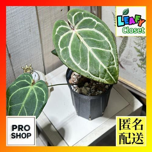 観葉植物 アンスリウム レッドクリスタリナム インドネシア 4号黒スリット鉢 現品 インテリアグリーン 室内園芸 おしゃれ かわいい 506733