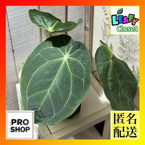 観葉植物 アンスリウム フォルゲッティ 4号黒スリット鉢 現品 インテリアグリーン 室内園芸 おしゃれ かわいい 506734