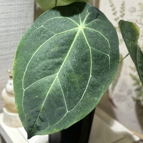 観葉植物 アンスリウム フォルゲッティ 4号黒スリット鉢 現品 インテリアグリーン 室内園芸 おしゃれ かわいい 506734