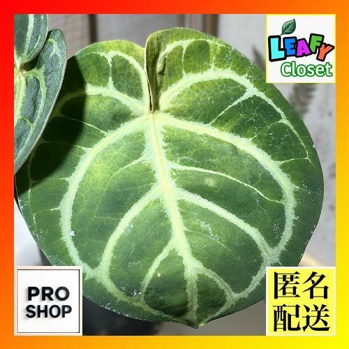 観葉植物 アンスリウム ホフマニー インドネシア シルバーホープ 4号黒スリット鉢 現品 インテリアグリーン 室内園芸 おしゃれ かわいい 506735