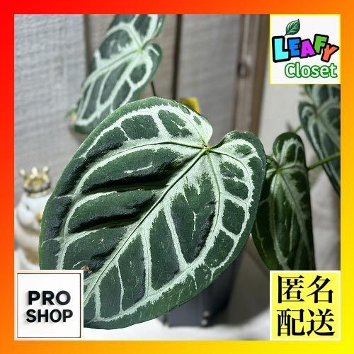 観葉植物 アンスリウム キングオブスペード × レッドクリスタリナム(HU