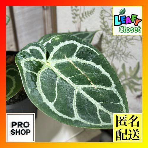 観葉植物 アンスリウム キングオブスペード レッドクリスタリナム 4号黒スリット鉢 現品 インテリアグリーン 室内園芸 おしゃれ かわいい 506739