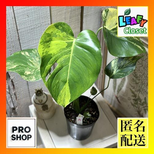 観葉植物 斑入りモンステラ イエローマリリン 3.5号ポット 個体A 現品 インテリアグリーン 室内園芸 おしゃれ かわいい 506740