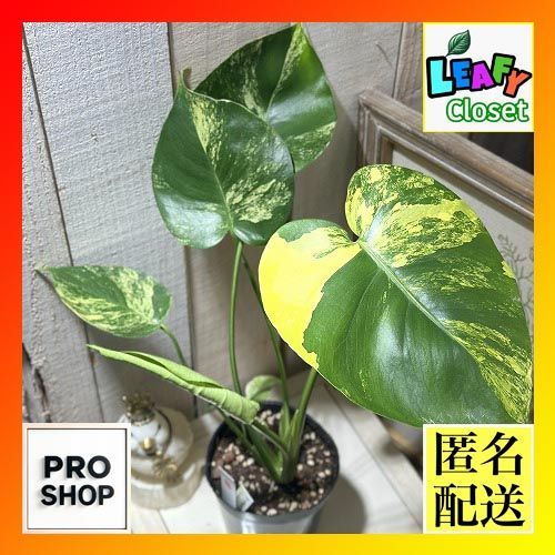 観葉植物 斑入りモンステラ イエローマリリン 3.5号ポット 個体B 現品 インテリアグリーン 室内園芸 おしゃれ かわいい 506741