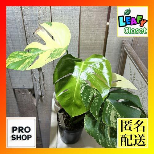 観葉植物 斑入りモンステラ ボルシギアナ オー バリエガータ 3.5号ポット 現品 インテリアグリーン 室内園芸 おしゃれ かわいい 506742