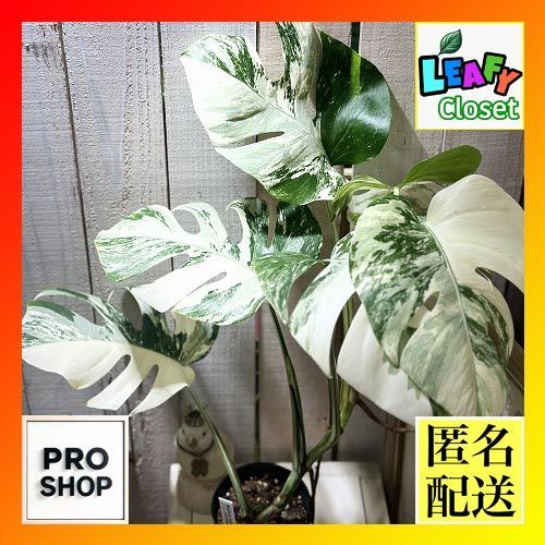 観葉植物 斑入りモンステラ ボルシギアーナ 白斑 3.5号ポット 現品 インテリアグリーン 室内園芸 おしゃれ かわいい 506743