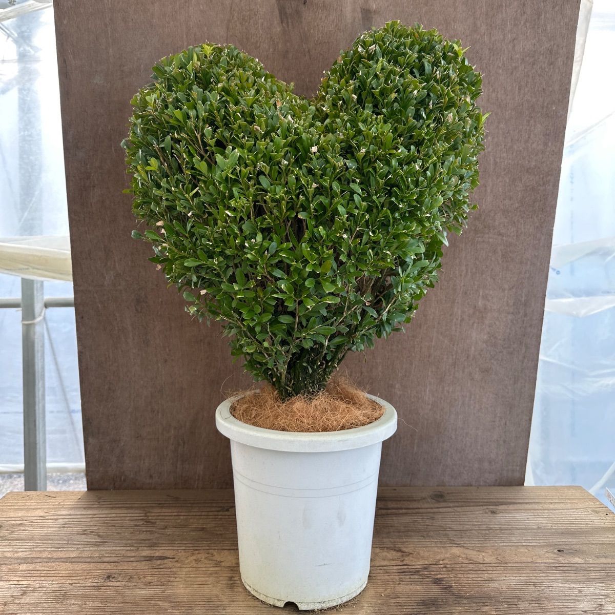 観葉植物 ツゲ キンメツゲ ハートトピアリー仕立て ８号鉢 観葉植物 ツゲ キンメツゲ ハートトピアリー仕立て 8号鉢 ツゲ