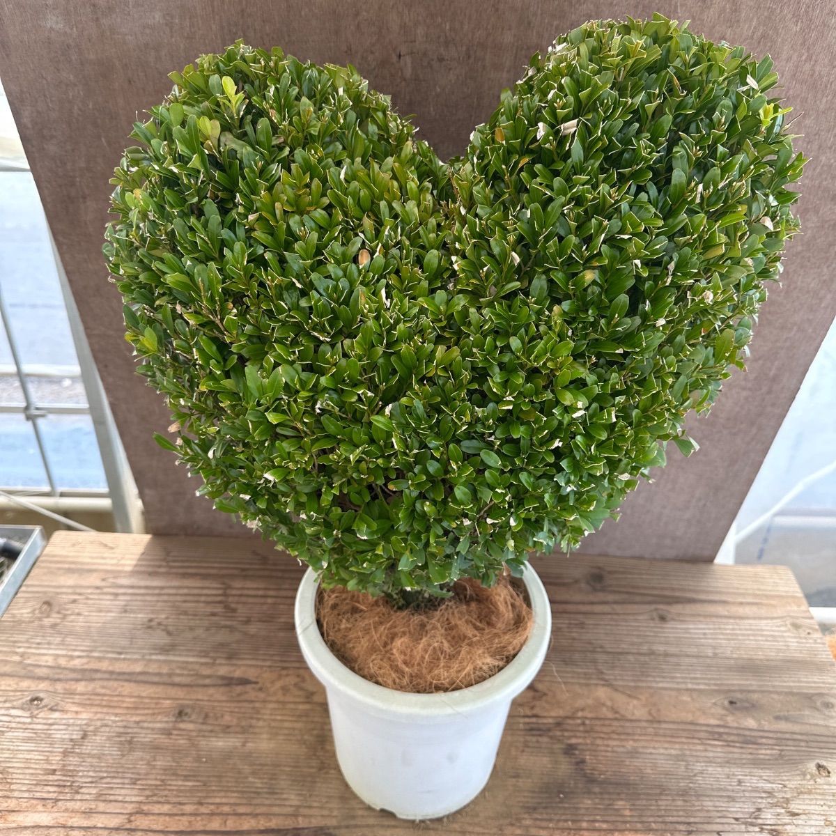 一回開封のみ☆MSIゲーミングモニター☆MAG -323UPF 4K 人気商品】ツゲ ウィンタージェム ハート ① 現品 8号1本 観葉植物