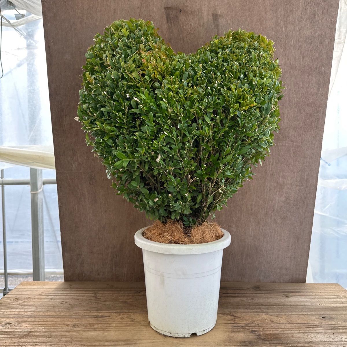 観葉植物 ツゲ キンメツゲ ハートトピアリー仕立て ８号鉢 観葉植物 ツゲ キンメツゲ ハートトピアリー仕立て 8号鉢 人気商品