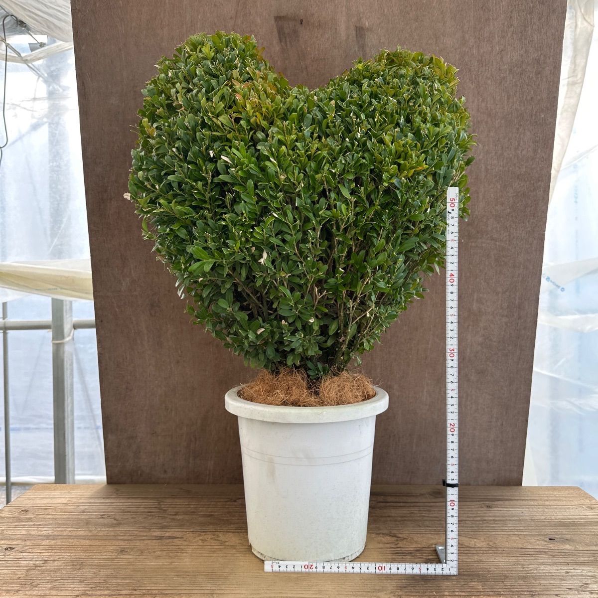 ツゲ ウィンタージェム ハート 現品 8号1本 観葉植物 観葉 植物 インテリア プレゼント かわいい おしゃれ グリーン 開店祝い 新築祝い 庭木 植木 盆栽 鉢植え ギフト 贈り物 ツゲの木 トピアリー ハート仕立て