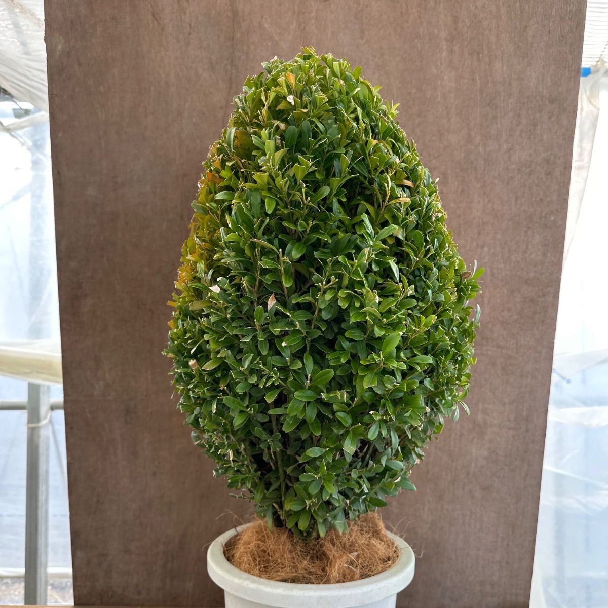 観葉植物 ツゲ キンメツゲ ハートトピアリー仕立て ８号鉢 観葉植物 ツゲ キンメツゲ ハートトピアリー仕立て 8号鉢 人気商品