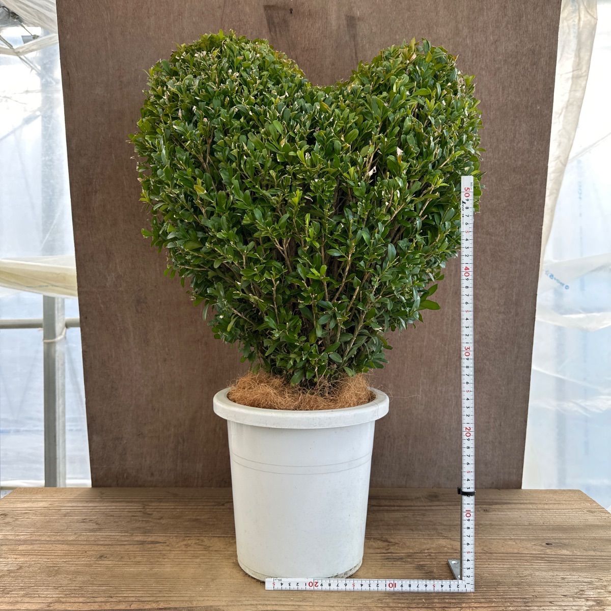 人気商品】ツゲ ウィンタージェム ハート ③ 現品 8号1本 観葉植物