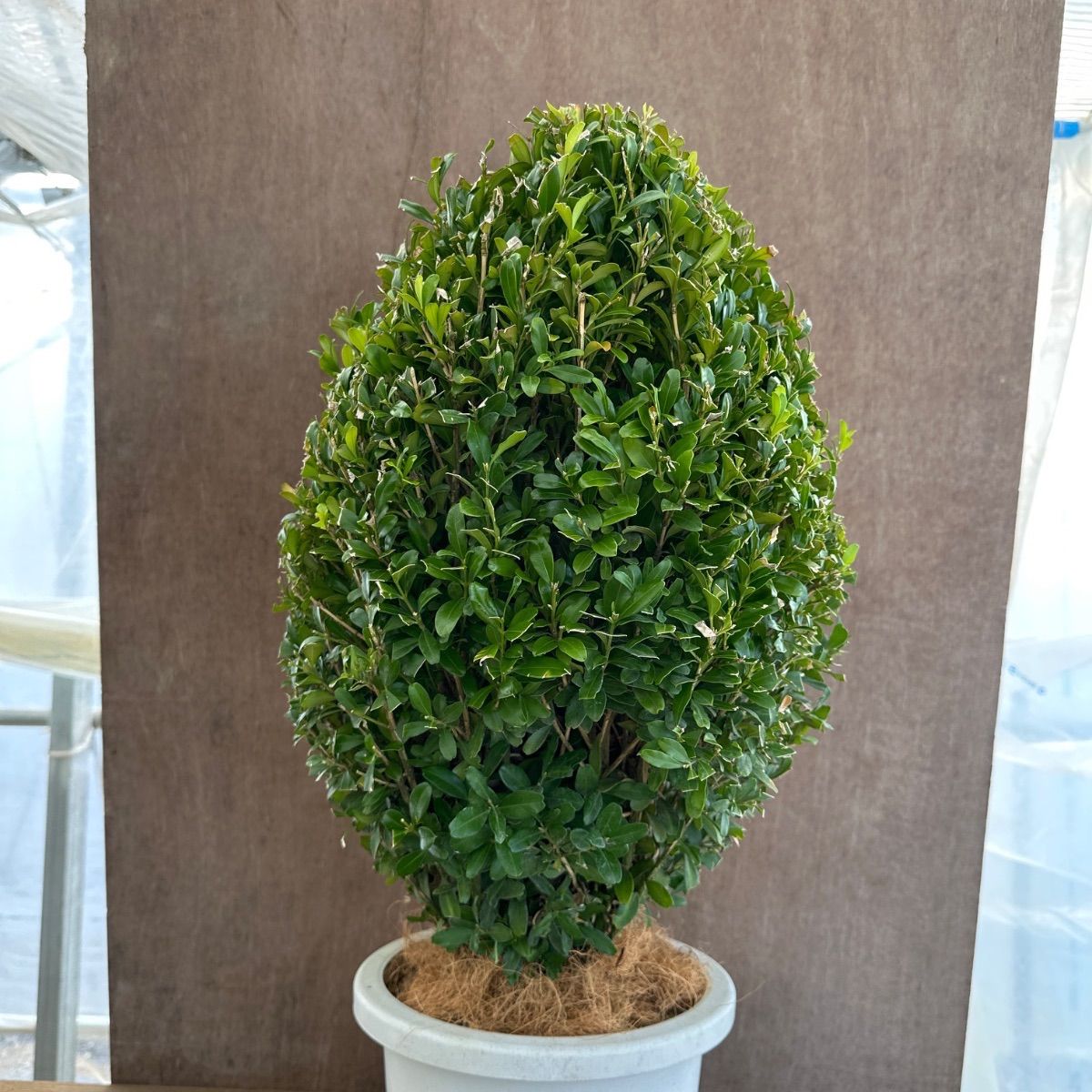 人気商品】ツゲ ウィンタージェム ハート ③ 現品 8号1本 観葉植物