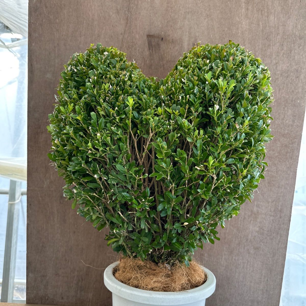 常緑樹 観葉植物 ツゲ ウィンタージェム スタンド仕立て ８号鉢 常緑樹 観葉植物 ツゲ ウィンタージェム スタンド仕立て 8号鉢 園芸