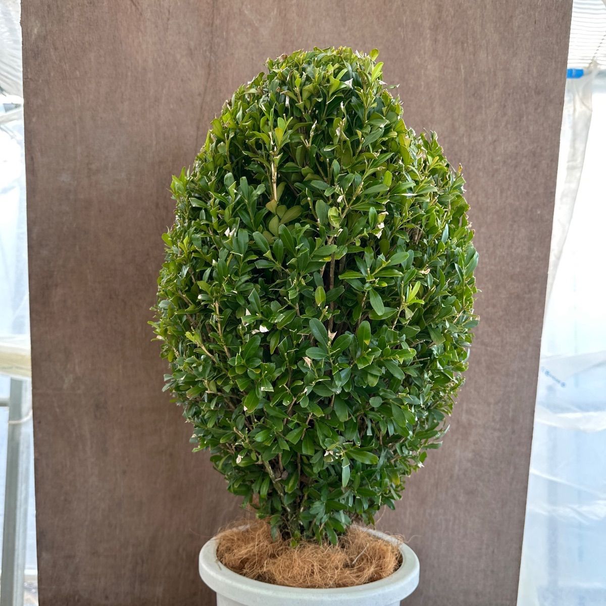 常緑樹 観葉植物 ツゲ ウィンタージェム スタンド仕立て 8号鉢 園芸