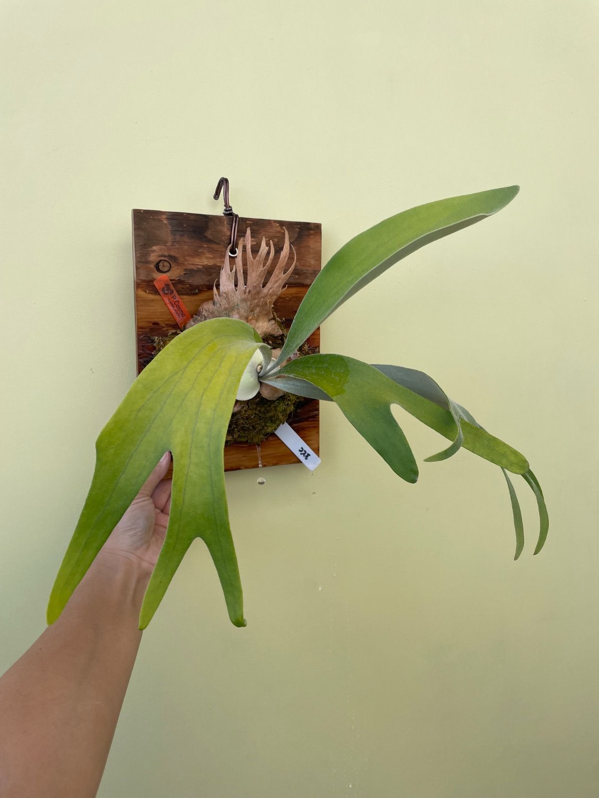 ビカクシダ コスモ P.Cosmo