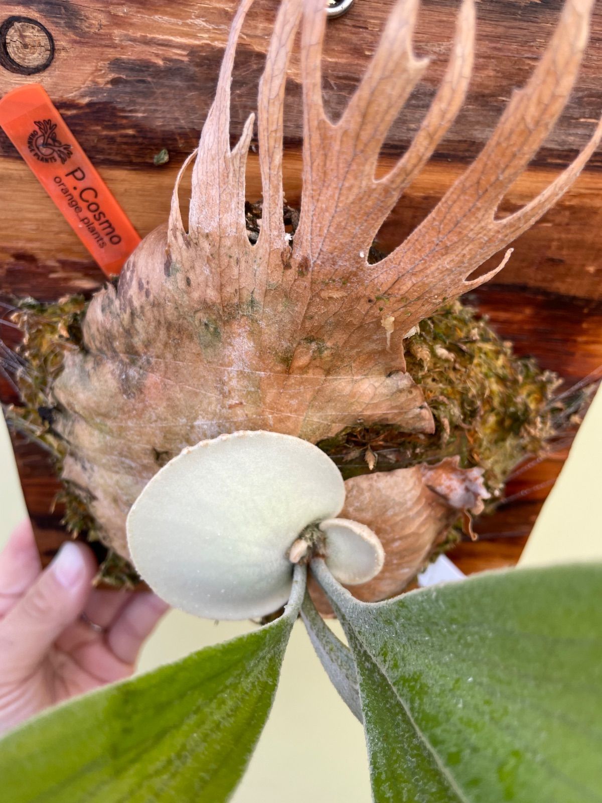 ビカクシダ コスモ P.Cosmo