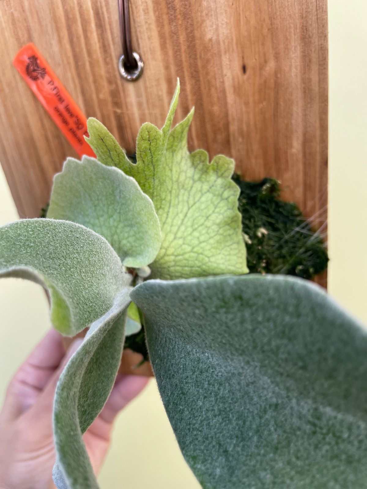 ビカクシダ ファーストラブ セーラームーンスポア P First love