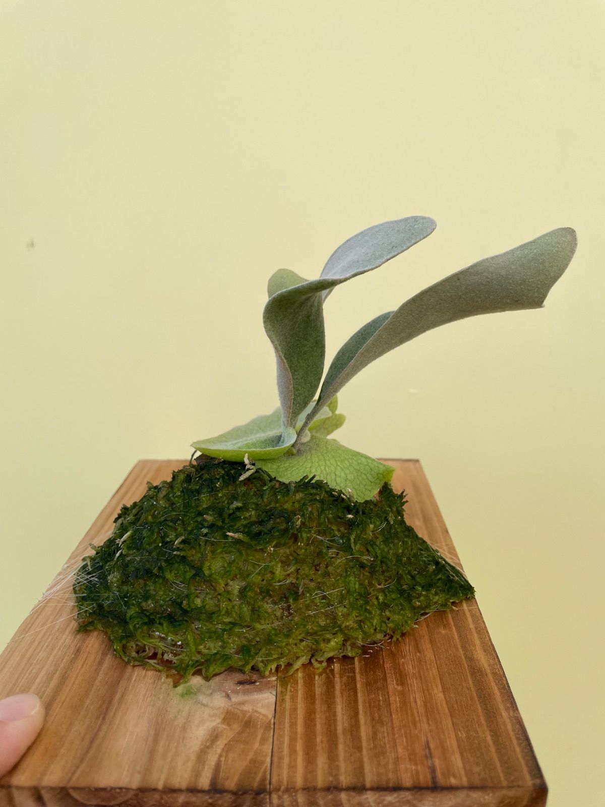 セーラームーンスポア P.First