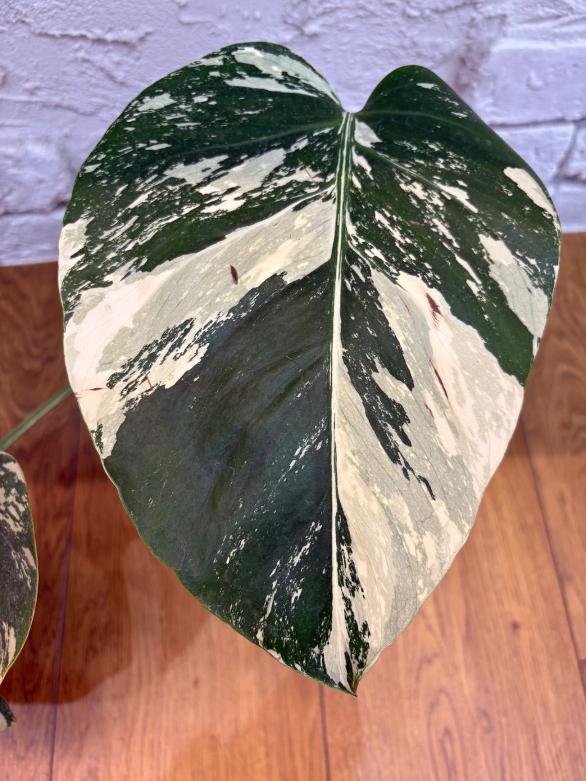 モンステラ デリシオーサ×ボルシギアナ ミント Monstera Mint