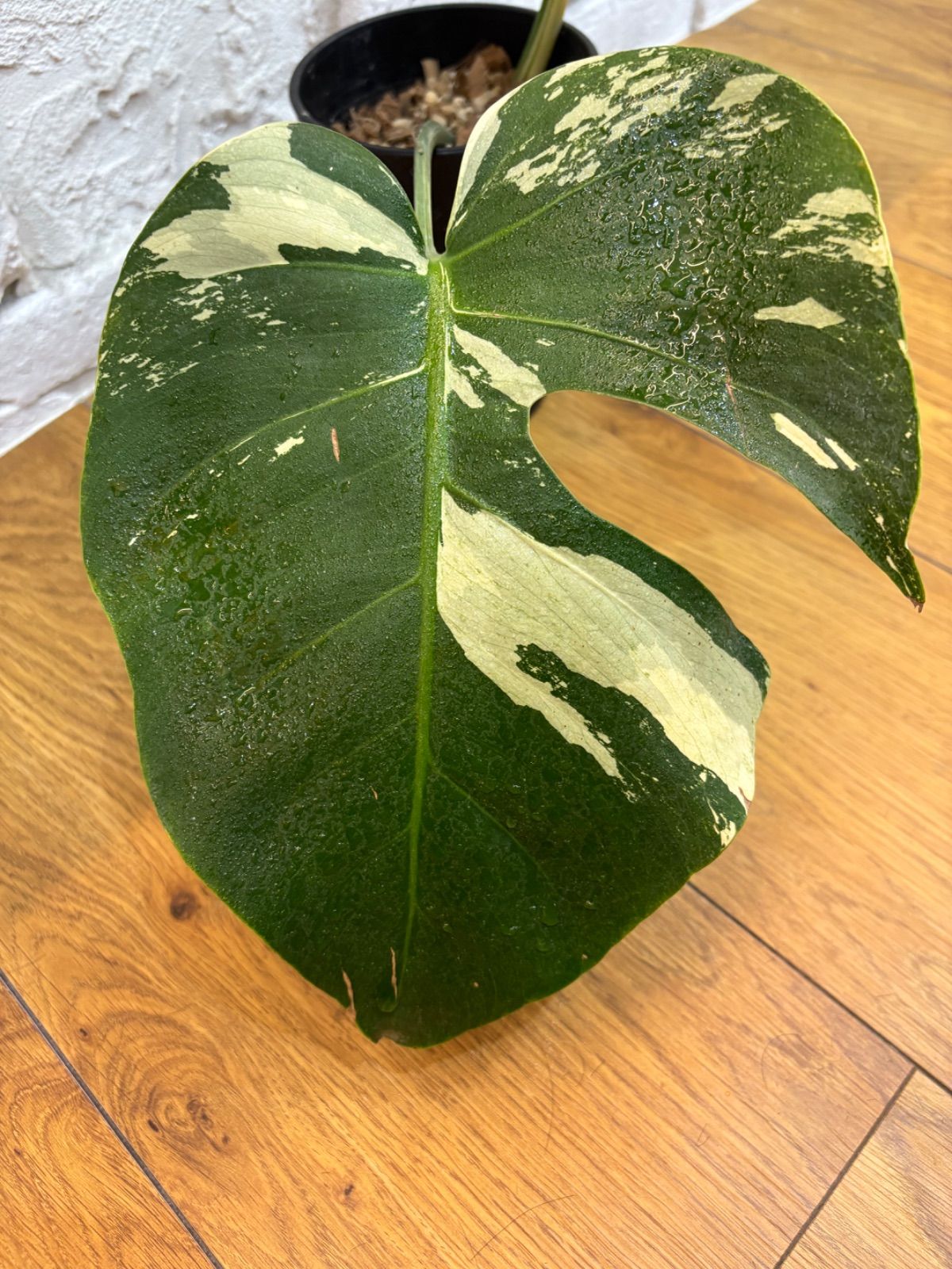 モンステラ デリシオーサ×ボルシギアナ ミント Monstera Mint