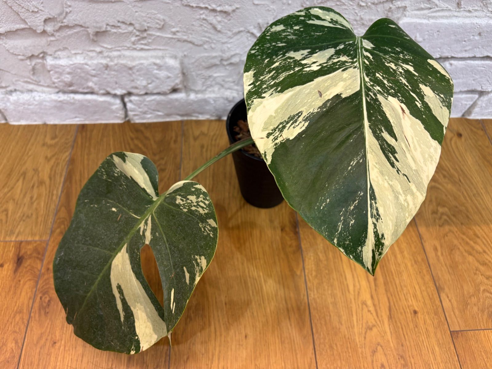 モンステラ デリシオーサ×ボルシギアナ ミント Monstera Mint