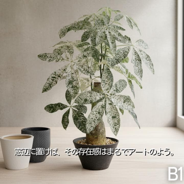 太幹接木パキラ ミルキーウェイ｜盆栽仕立て｜高さ約110 cm｜無機質用土