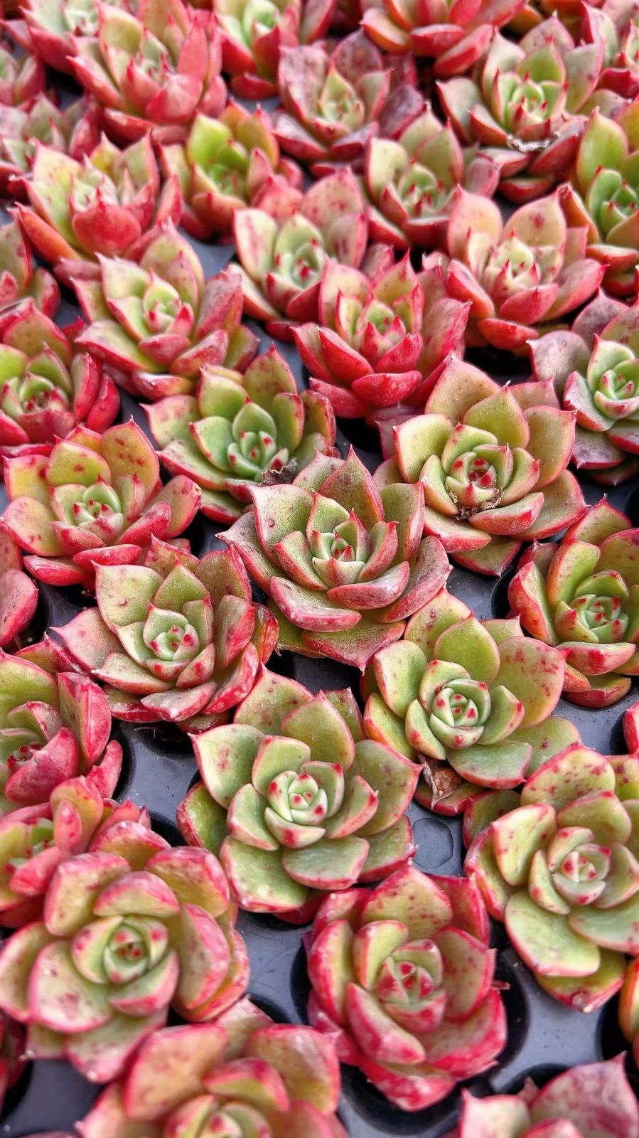 多肉植物　レア　天地　韓国苗 現品発送 Z806 新入荷 レッドブル LL046×105苗 土付き 多肉植物