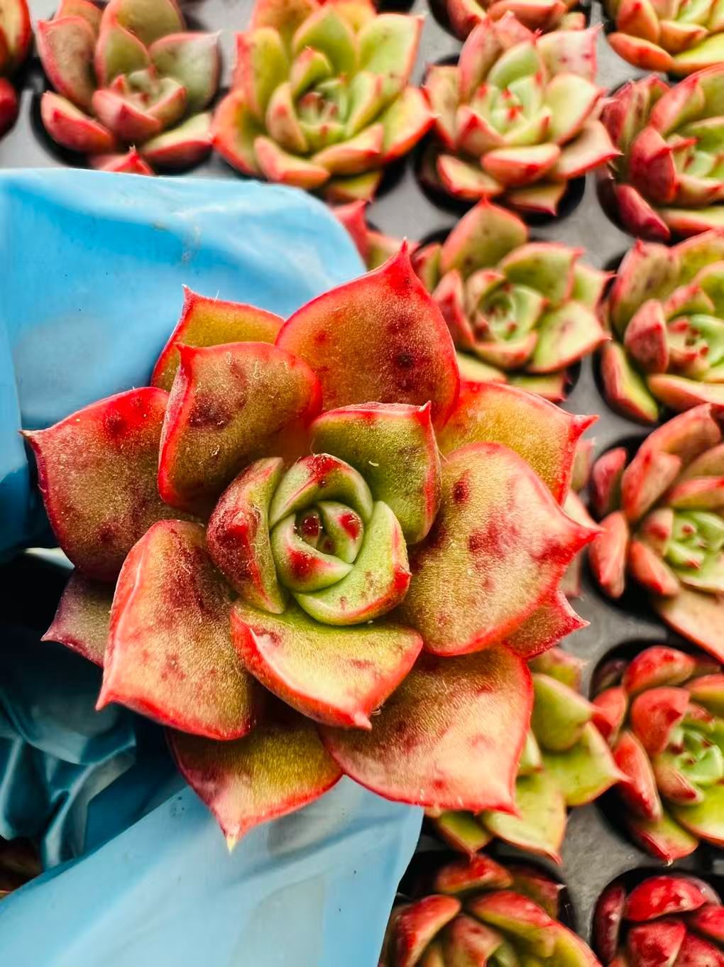 現品発送 Z806 新入荷 レッドブル LL046×105苗 土付き 多肉植物