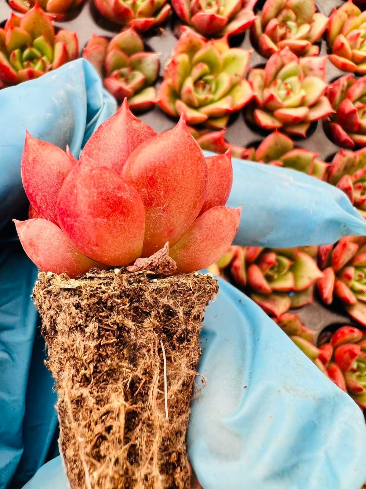 現品発送 Z806 新入荷 レッドブル LL046×105苗 土付き 多肉植物