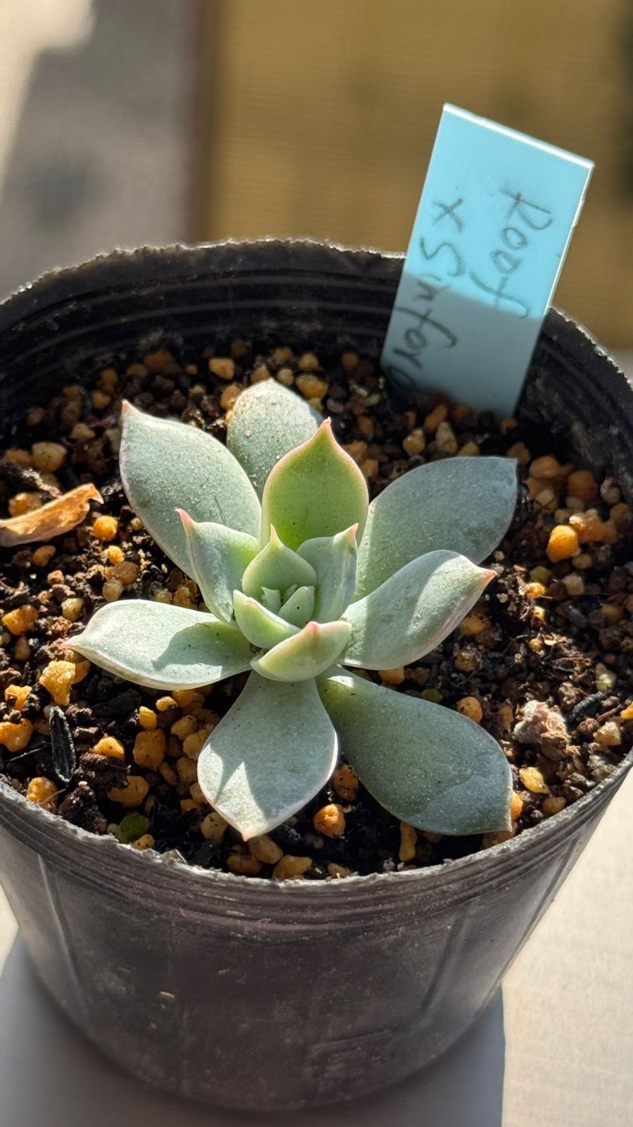 多肉植物 コキリノさん苗 コロラータルーフxシンフォロサナム 札なし