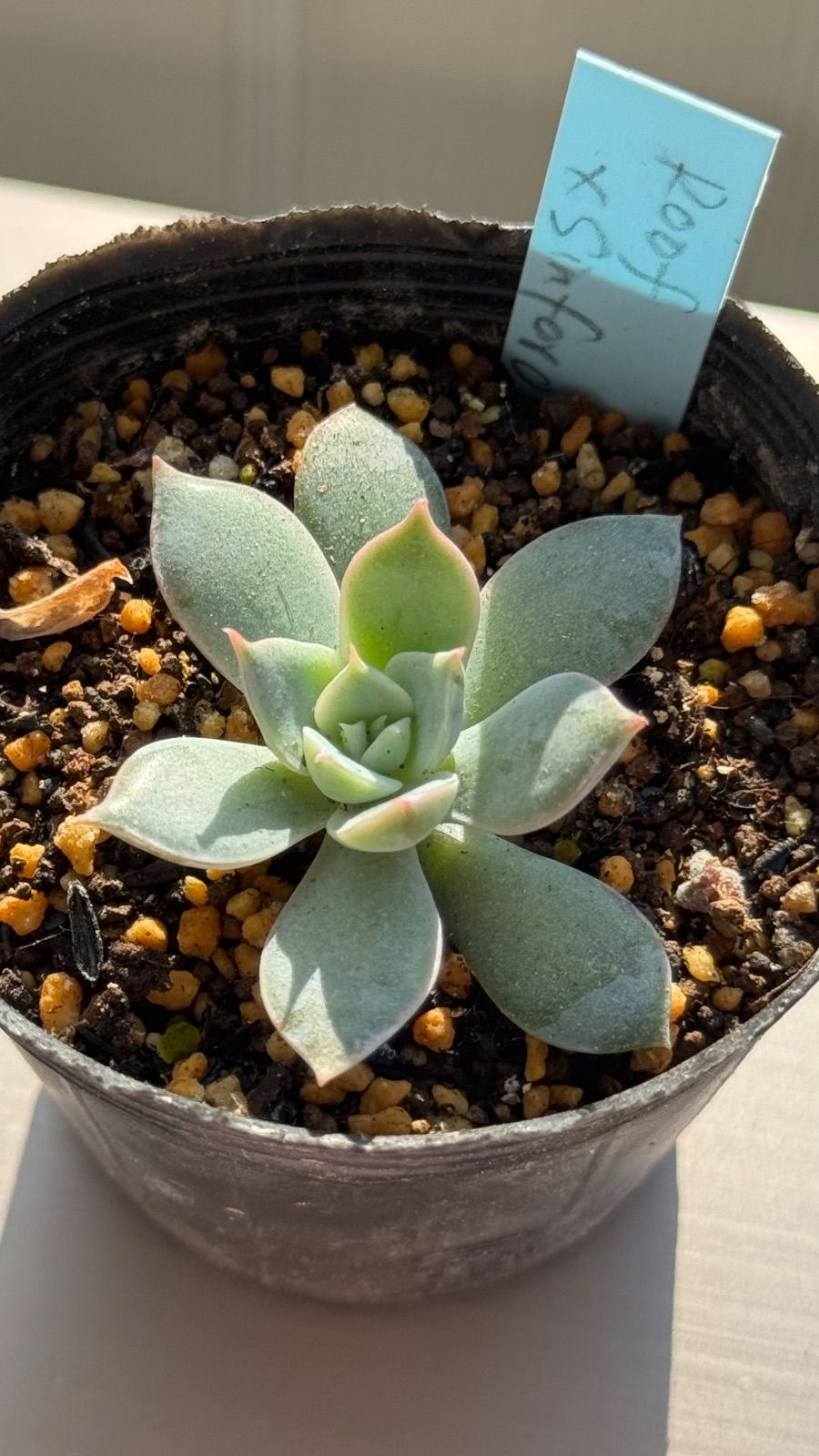 多肉植物 コキリノさん苗 コロラータルーフxシンフォロサナム 札なし