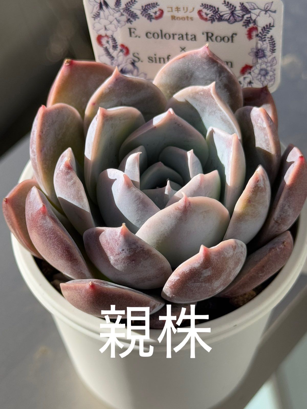 多肉植物 コキリノさん苗 コロラータルーフxシンフォロサナム 札なし
