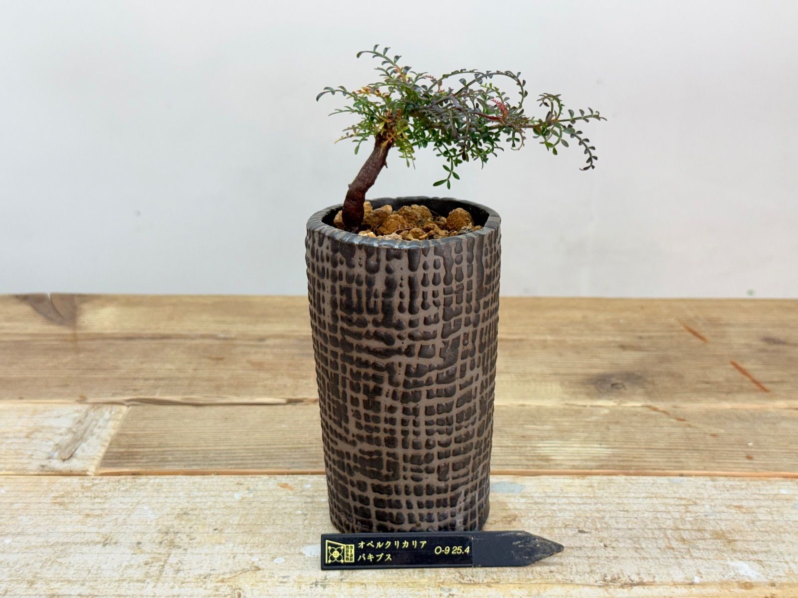 大切な方への贈り物に オペルクリカリア パキプス チビプス 作家鉢