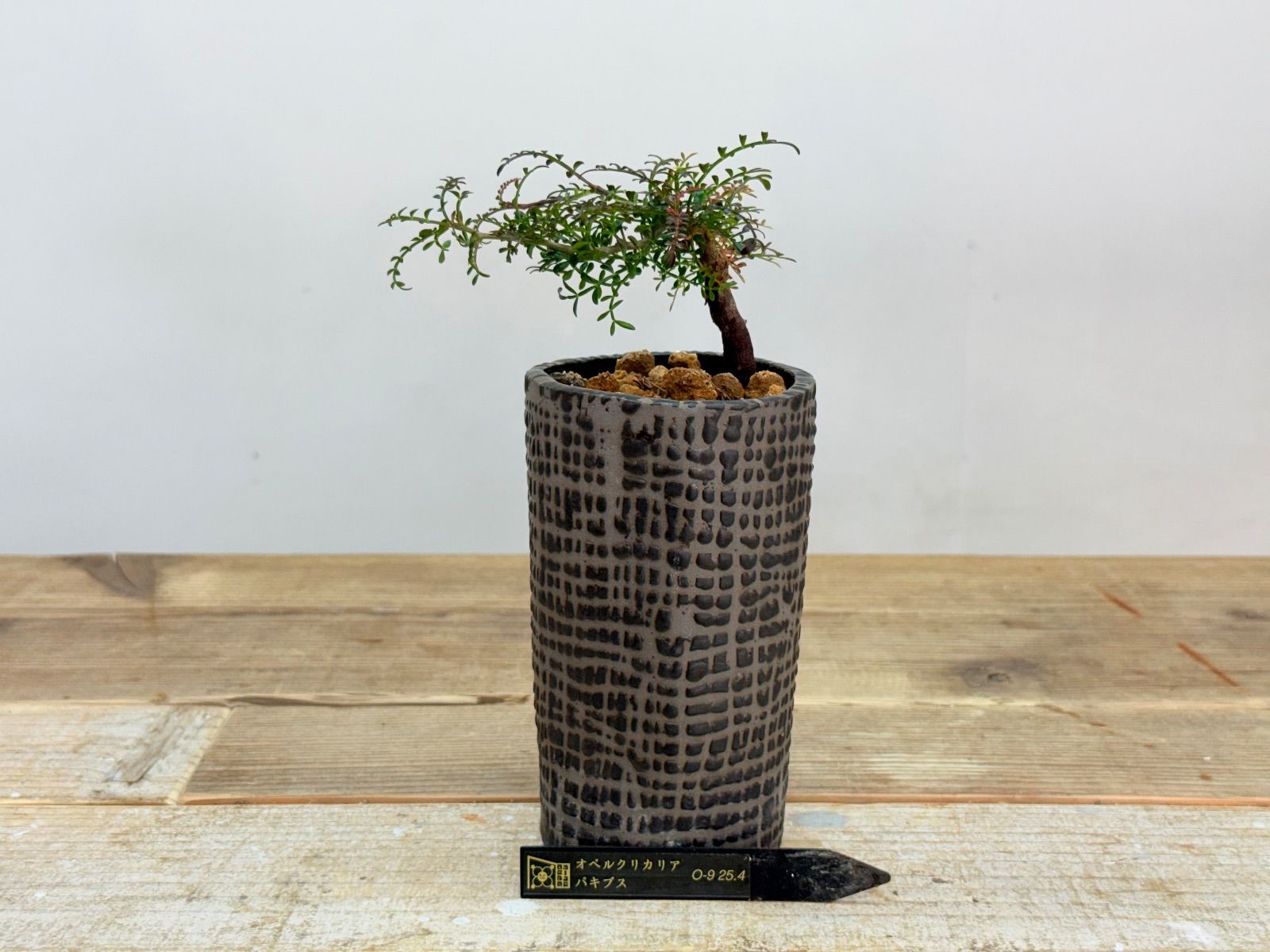 大切な方への贈り物に オペルクリカリア パキプス チビプス 作家鉢