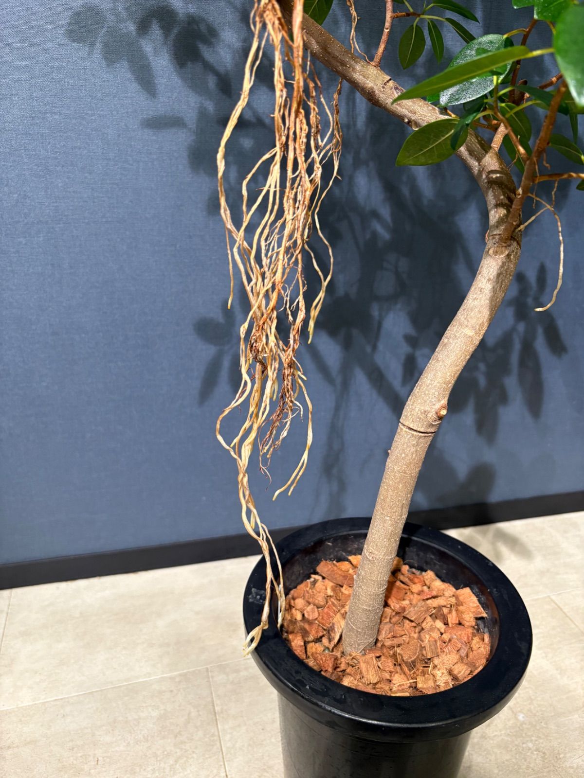 フランスゴムの木 ルビギノーサ 配送 8号 フィカス・フランスゴム 8号