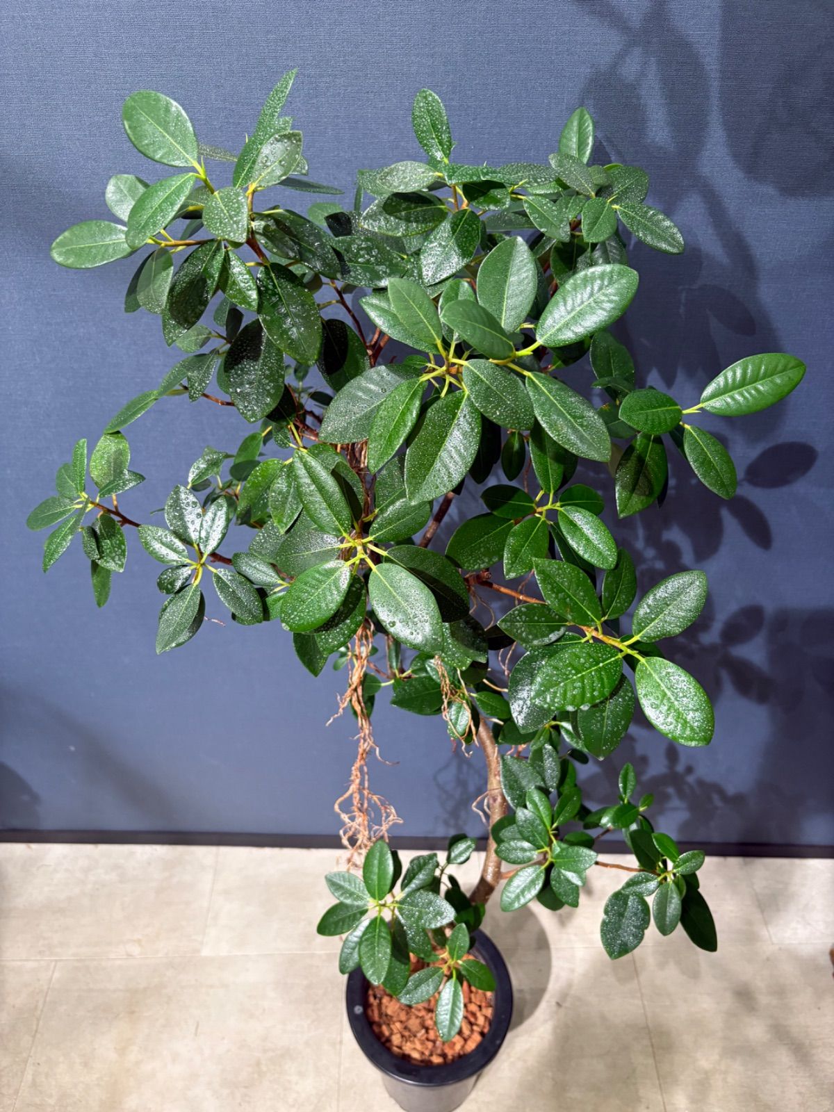 フランスゴムの木 ルビギノーサ ８号