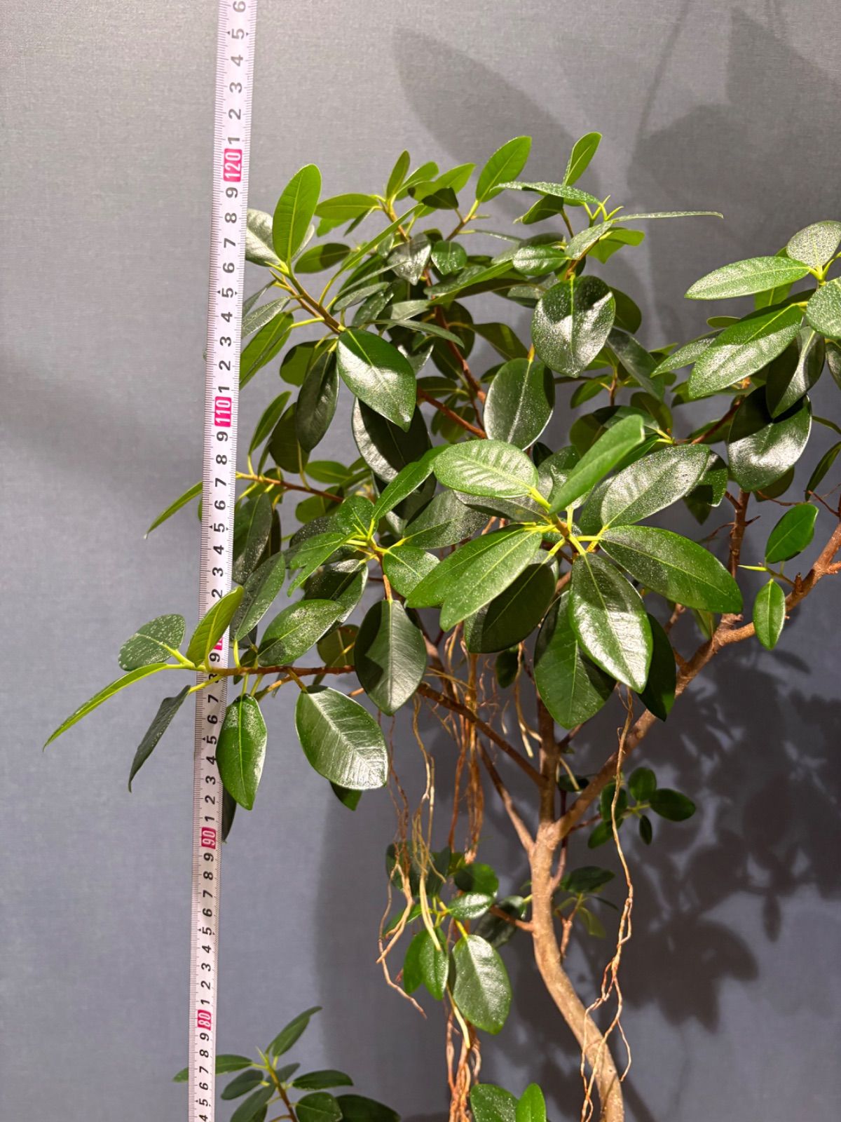 フランスゴムの木 ルビギノーサ 配送 8号 フィカス・フランスゴム 8号