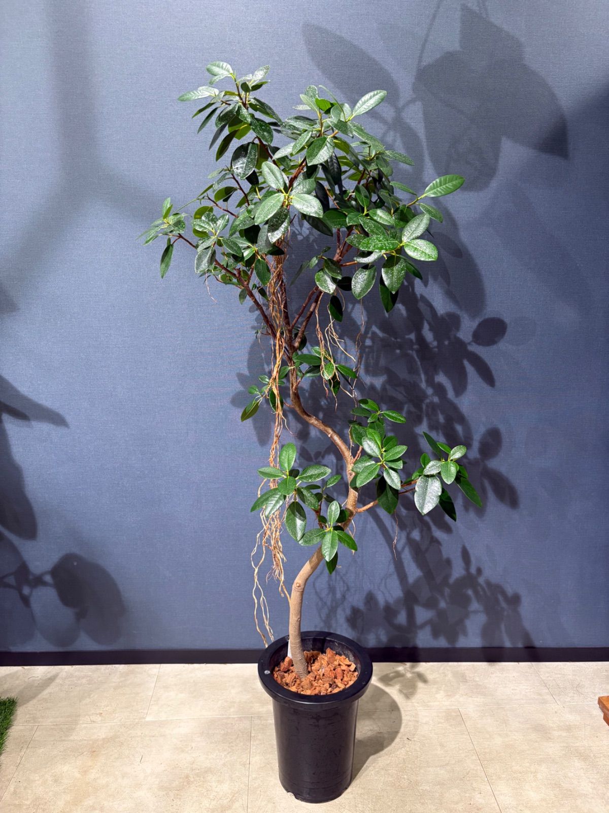 フランスゴムの木 ルビギノーサ ８号