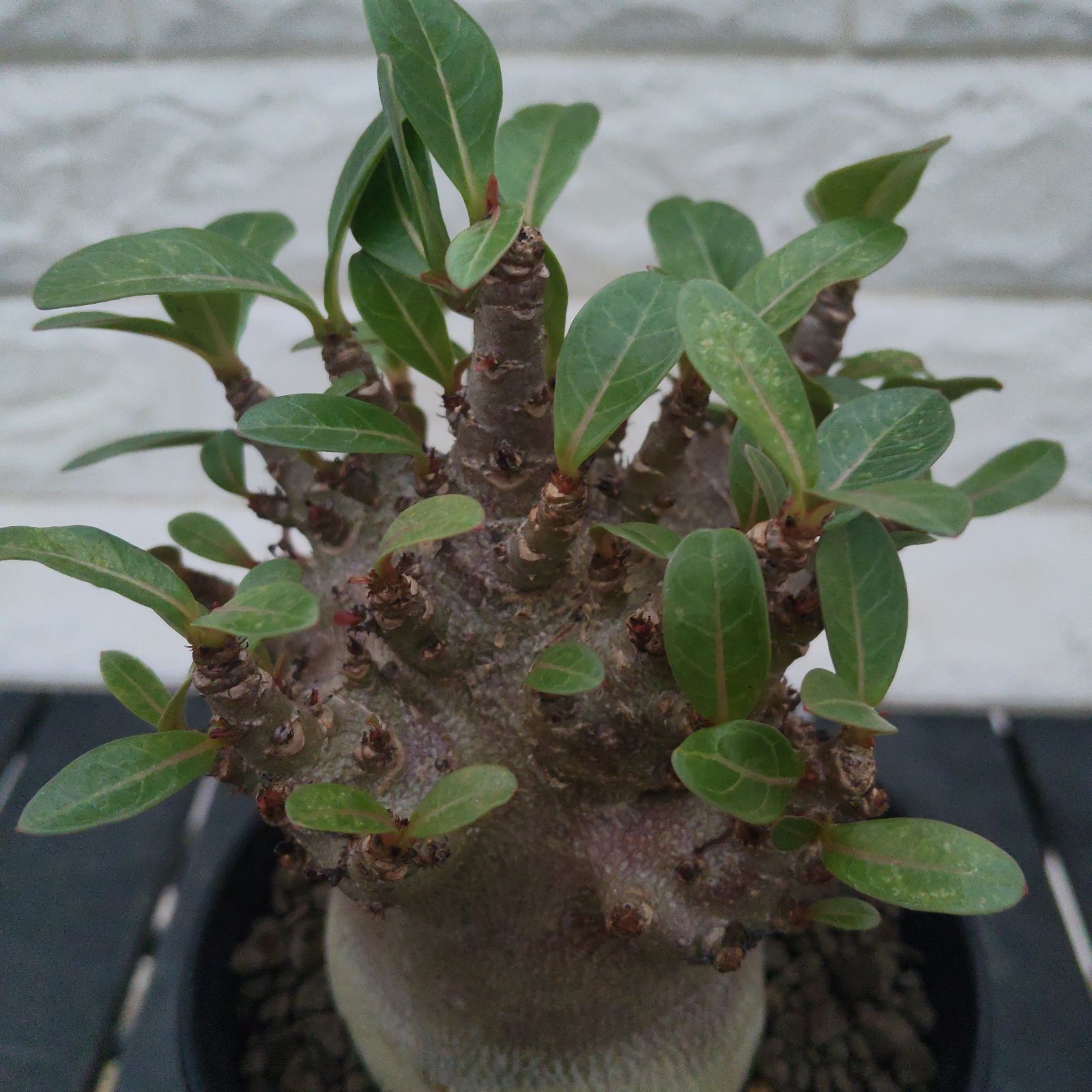 a97 アデニウム ドワーフ 塊根植物 コーデックス アラビカム