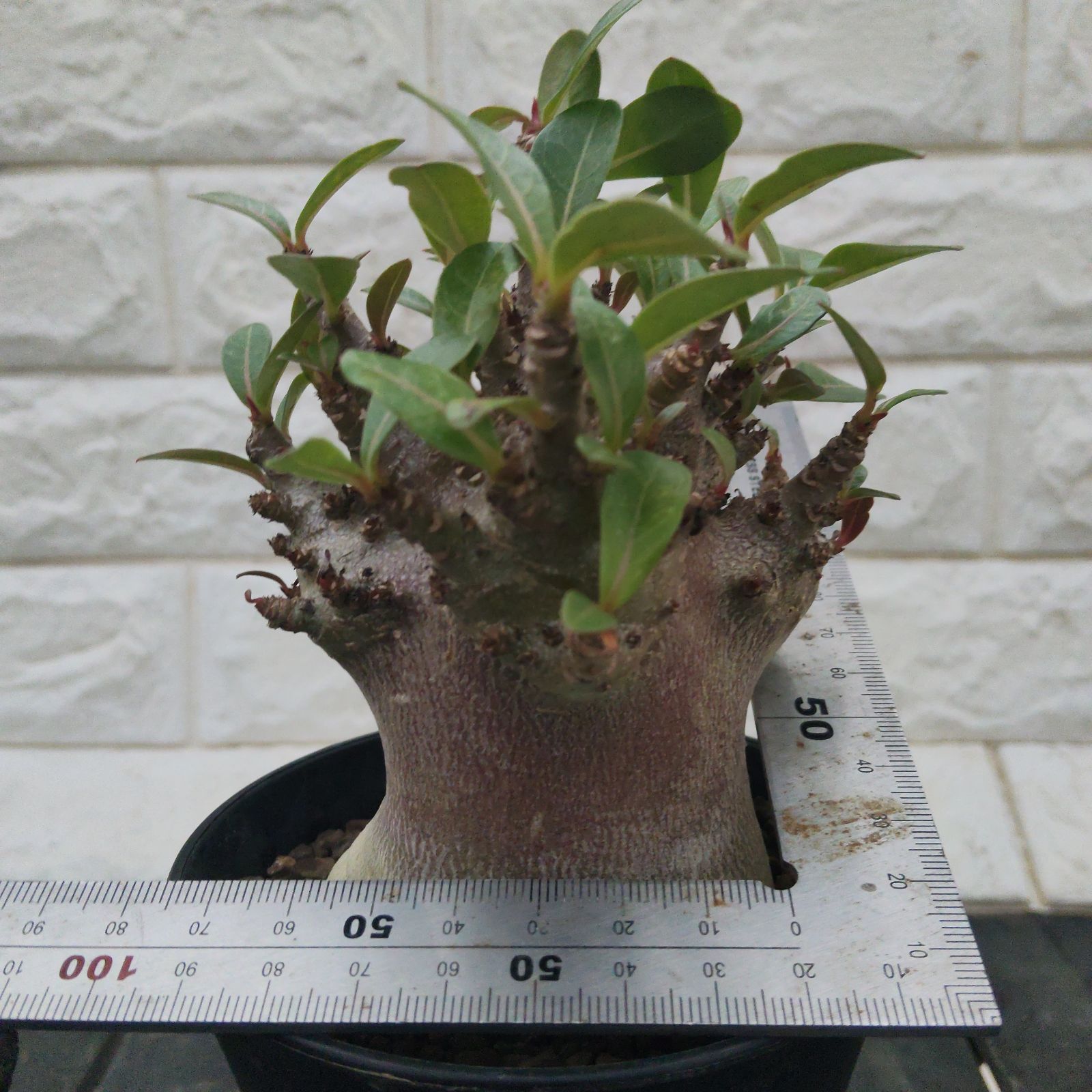 a97 アデニウム ドワーフ 塊根植物 コーデックス アラビカム