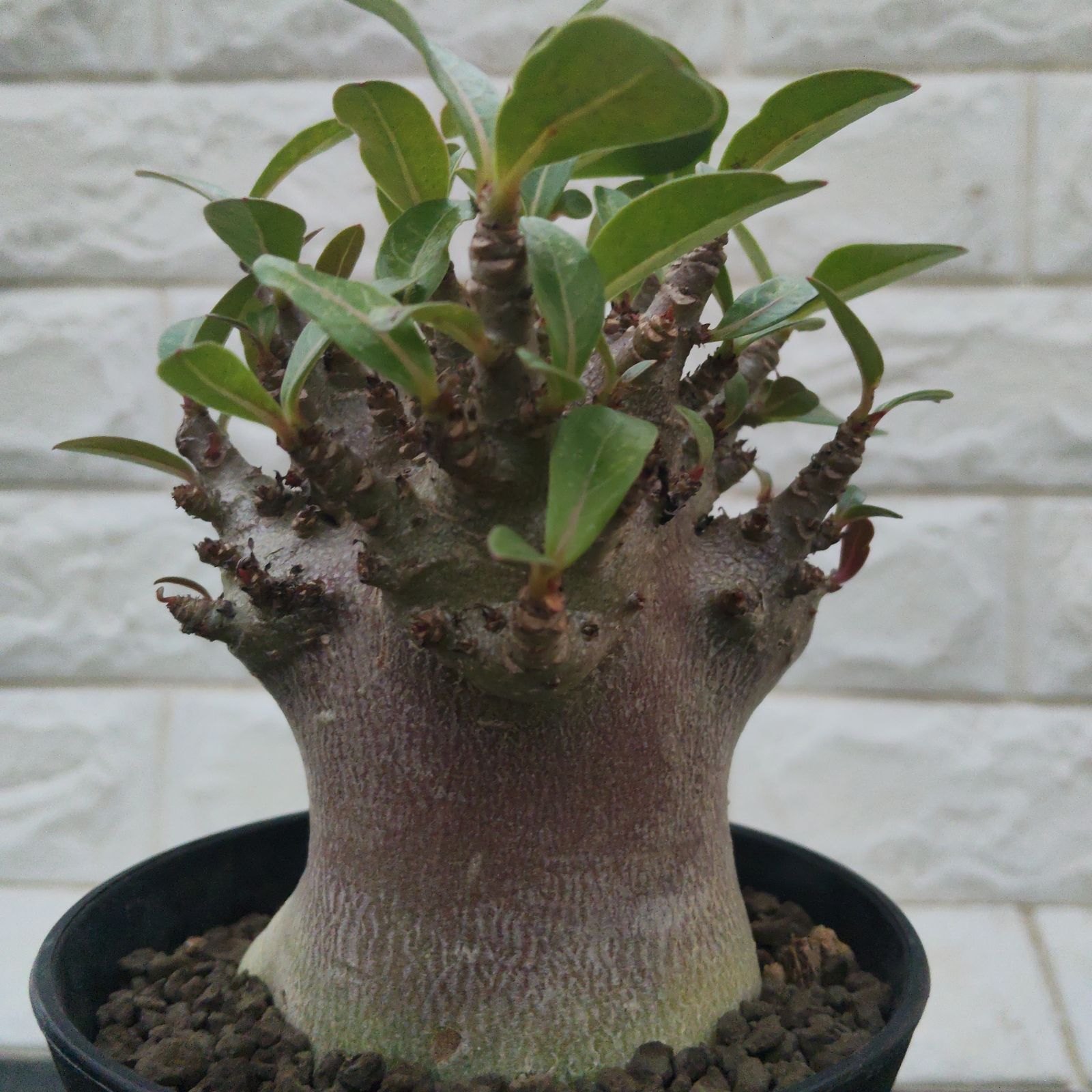 a97 アデニウム ドワーフ 塊根植物 コーデックス アラビカム