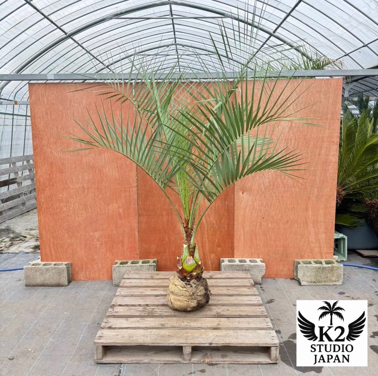 お庭がリゾートにココスヤシ【幹太60cm／葉先200cm】シルバーリーフ