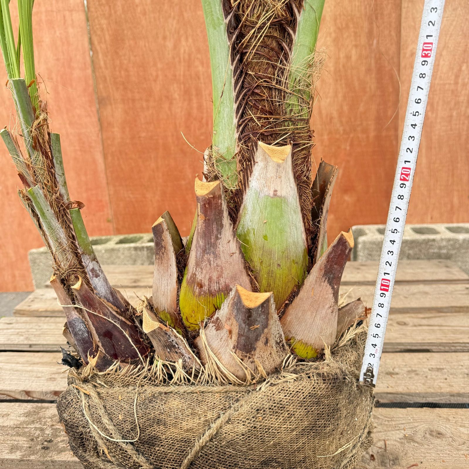 ゆ*ん様 ココスヤシシルバーリーフ【双子極太】葉先150cm幹回り60cm 幹