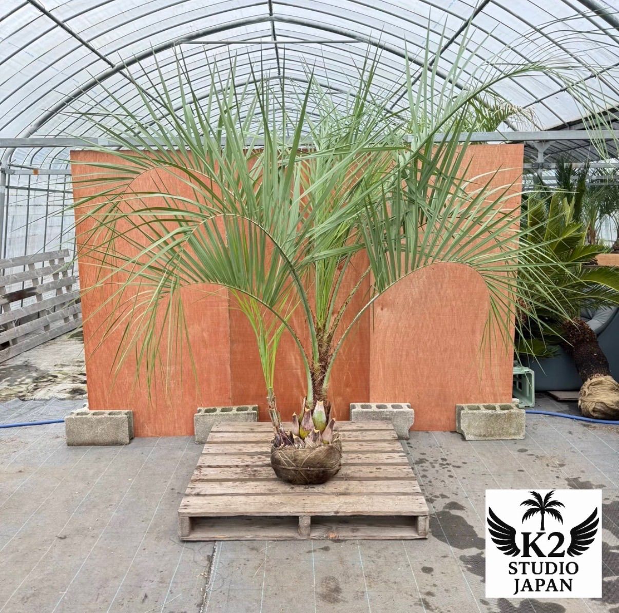 お庭がリゾートに🌴ココスヤシ双子【幹太70cm／葉先200cm】シルバー